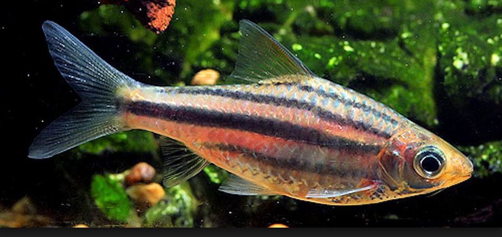 Puntius johorensis Striped Barb,