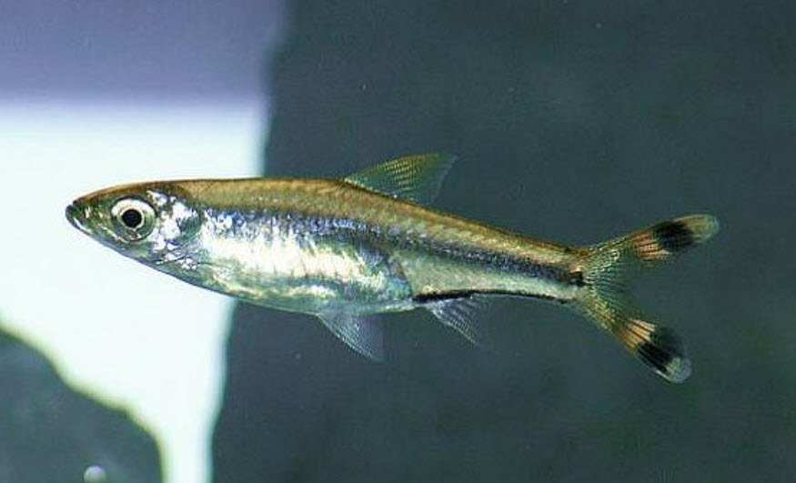 Rasbora trilineata Scissortail Rasbora