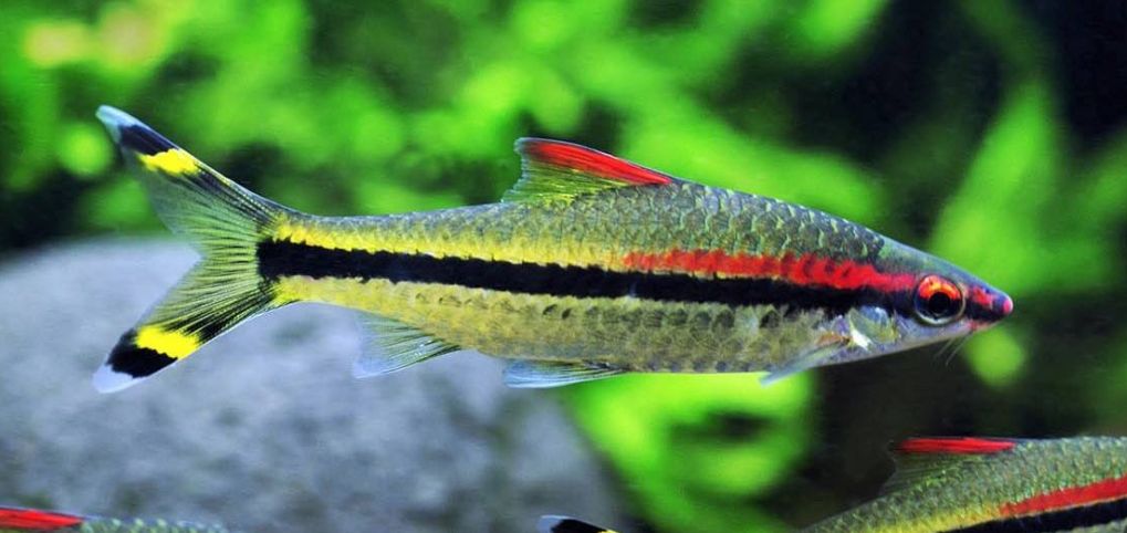 Sahyadria denisonii Red-line Torpedo Barb