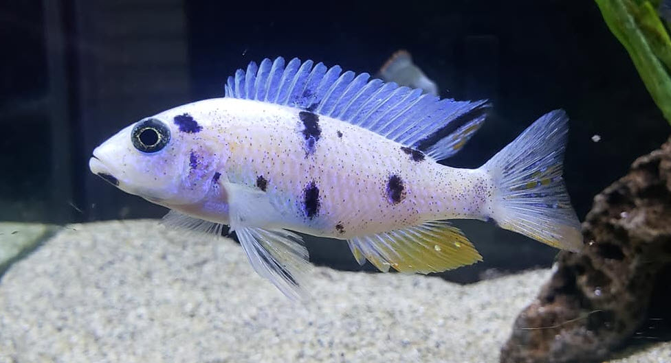 Sciaenochromis fryeri OB ijsberg