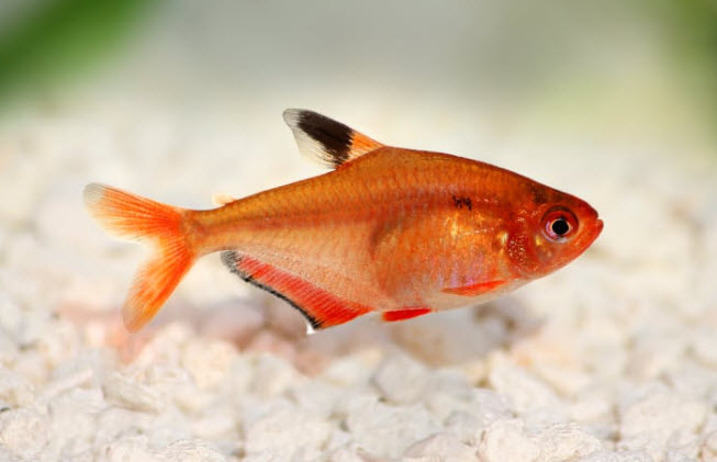 Serpae Tetra