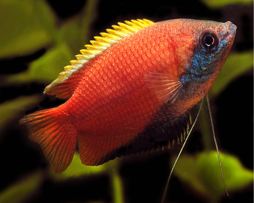 Trichogaster chuna Honing Gourami