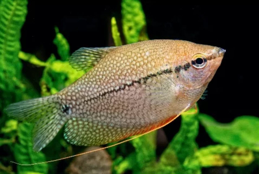 Trichopodus leerii Pearl Leeri Gourami