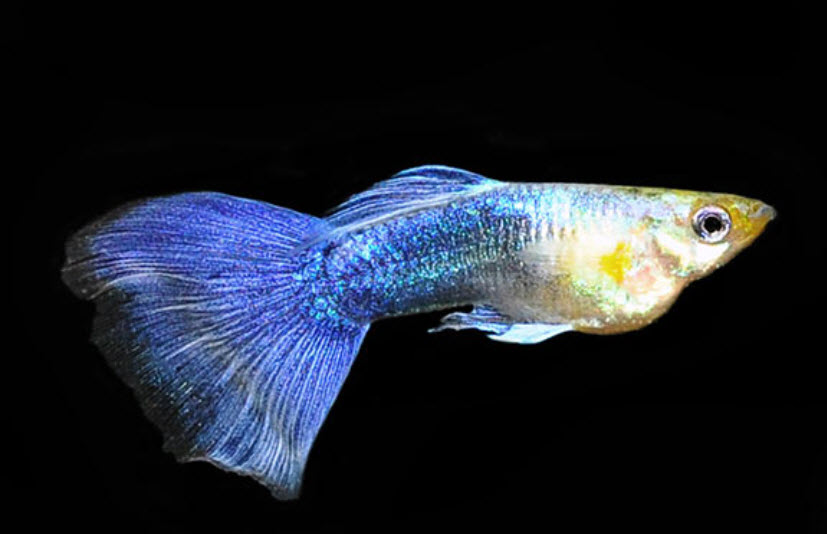 Turquoise guppy
