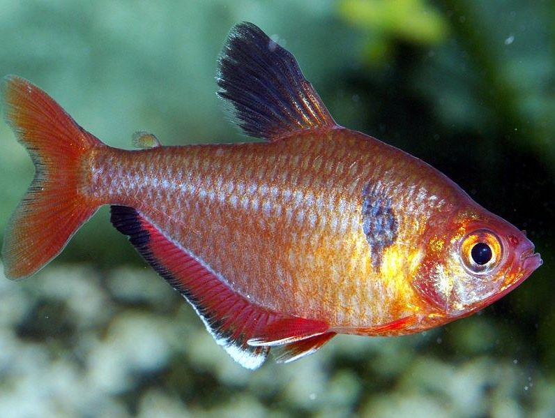 Serpae Tetra