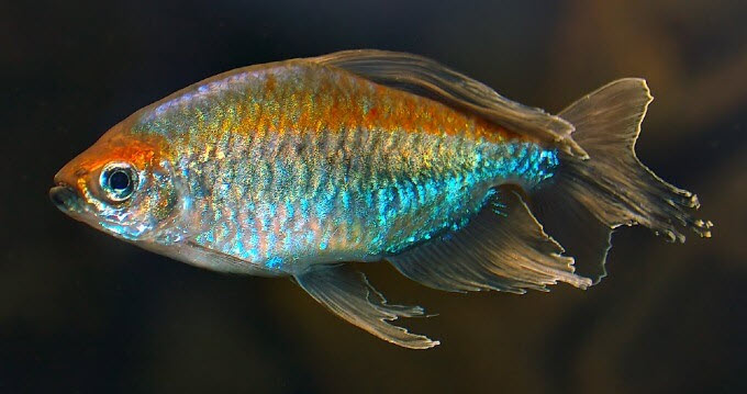 Kongo tetra