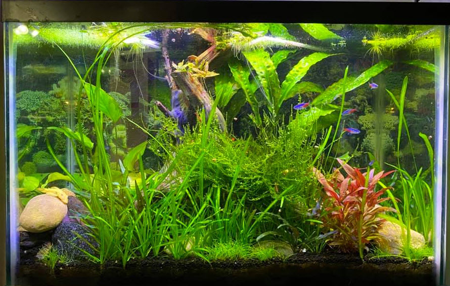 Planted Aquarium