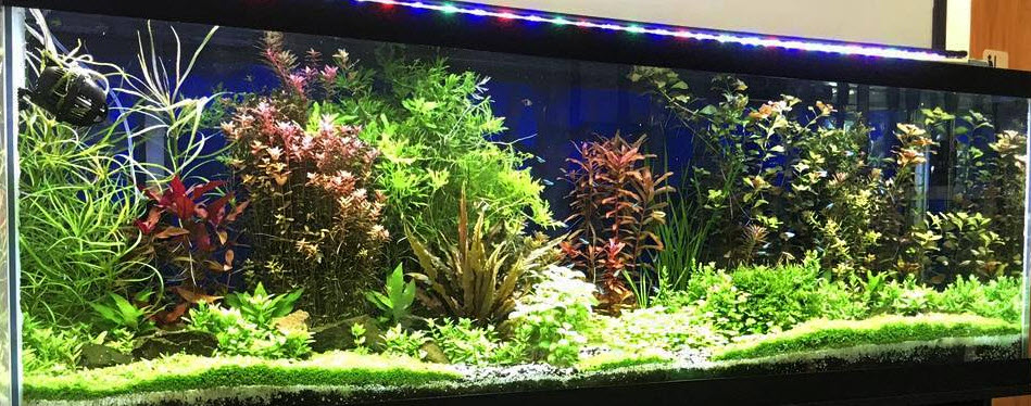 11.8. Twirling in Tropical Fish