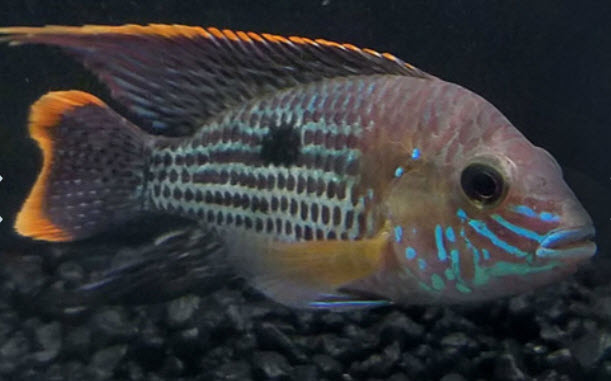 Aequidens rivulatus Green Terror Cichlid