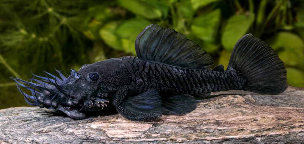 Ancistrus ranunculus L 34 pleco