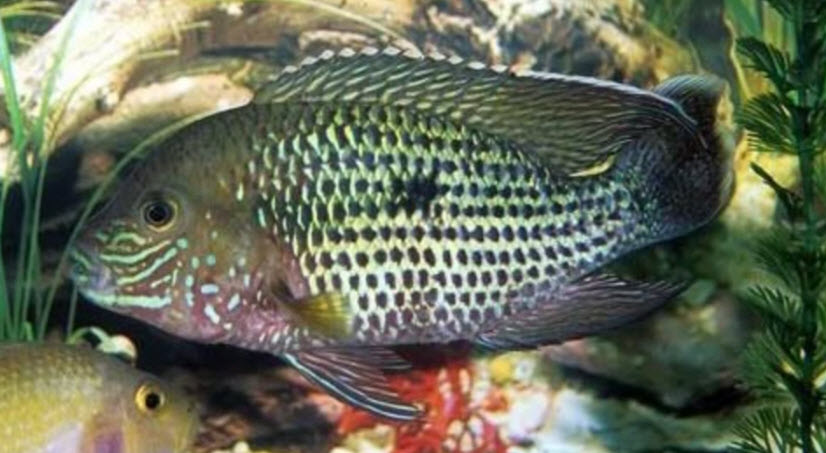 Andinoacara rivulatus Green Terror