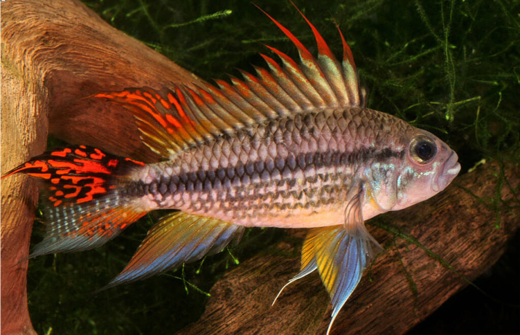 Apistogramma Cacatuoides Super Red