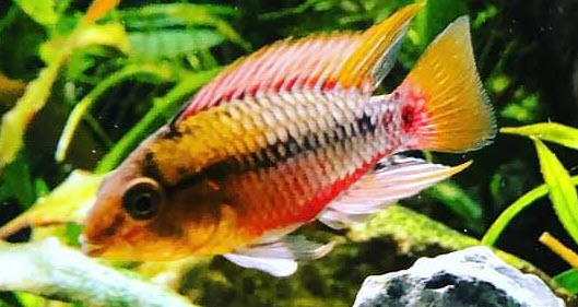 Apistogramma Hongsloi