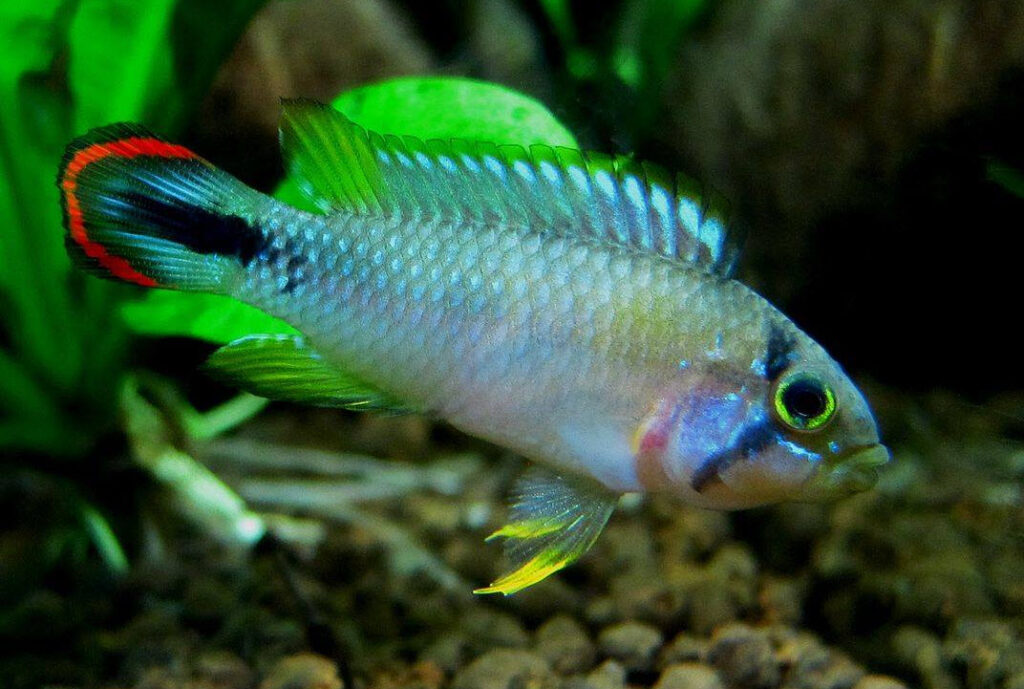 Apistogramma Panda Hybrid