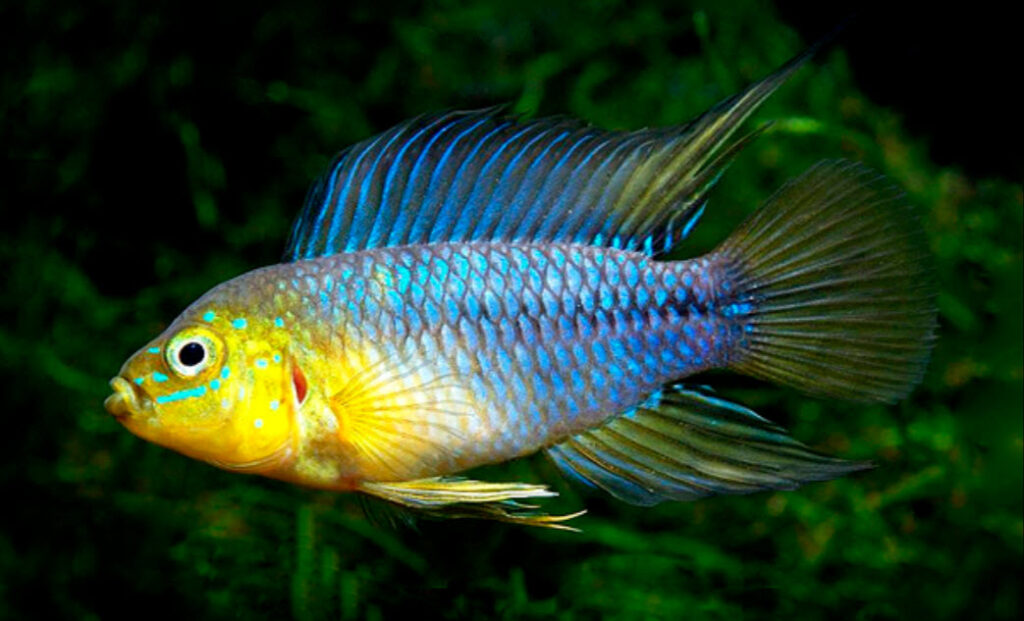 Apistogramma borellii