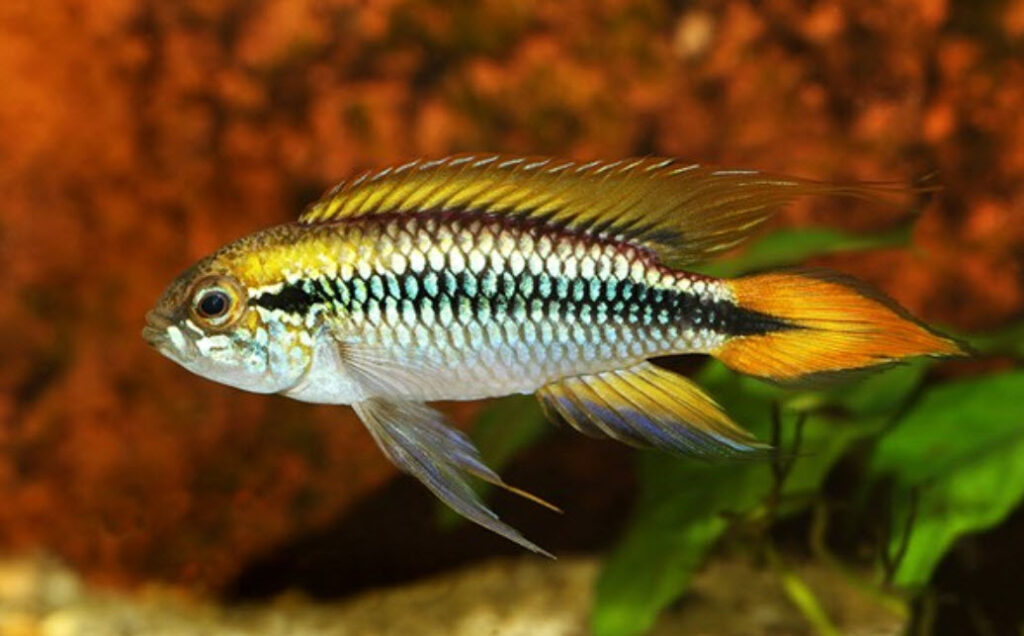 Apistogramma cacatuoides Orange Flash Hybrid