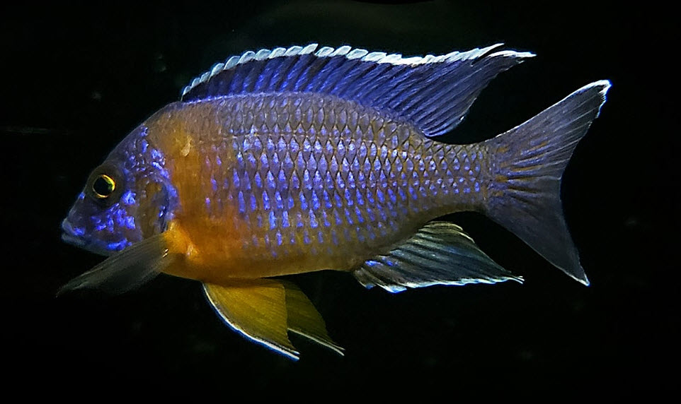 Auloncara stuargranti Galeriya reef