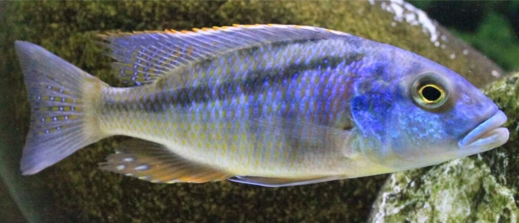 Buccochromis heterotoenia