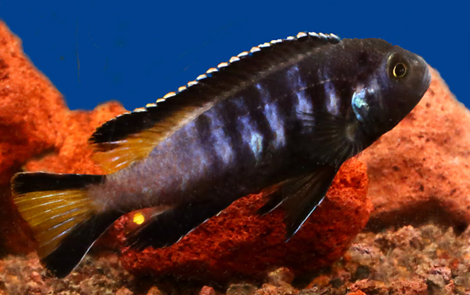 Chindongo elongatus vgl. Kauwen