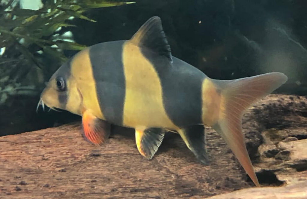 Chromobotia macracanthus Clown Loach