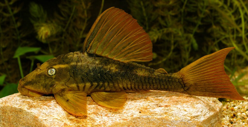 Cochliodon soniae L 137 pleco