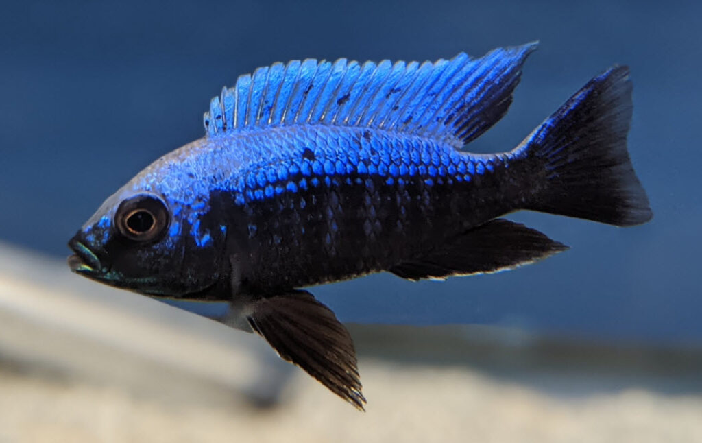 Copadichromis Trewevasae Lupingu