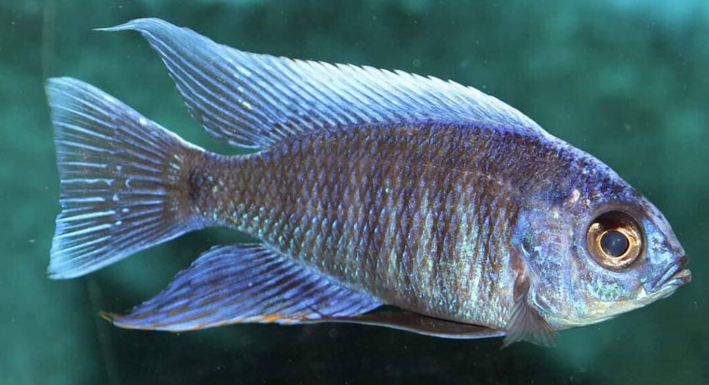 Copadichromis cyaneus Zimbawe Rots