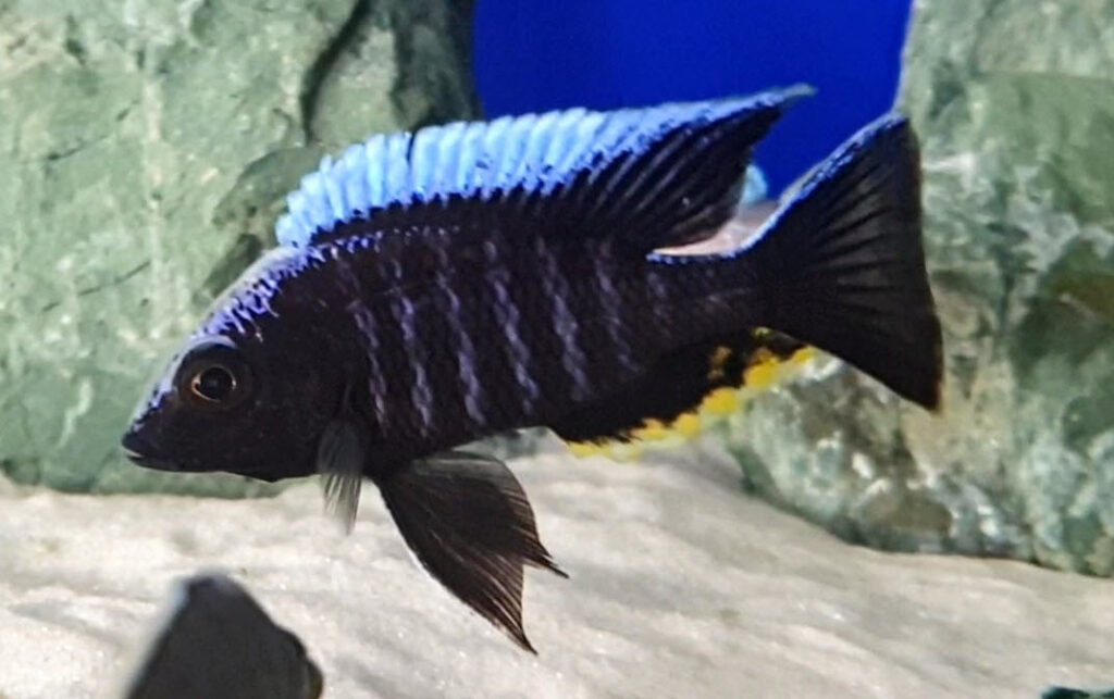 Copadichromis mdoka