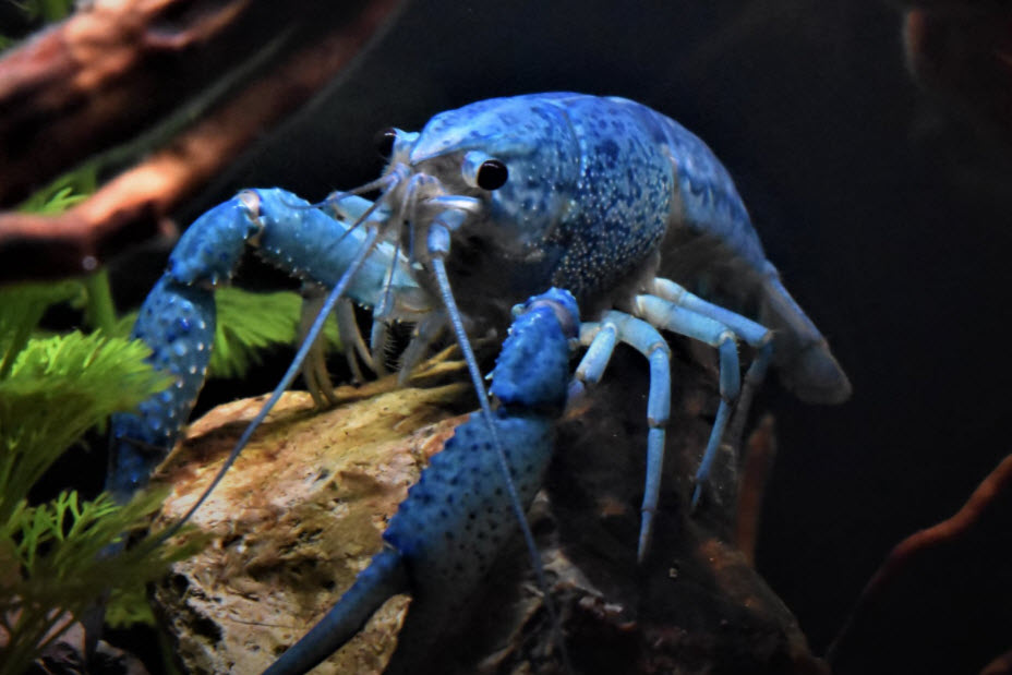 Blue Crayfish