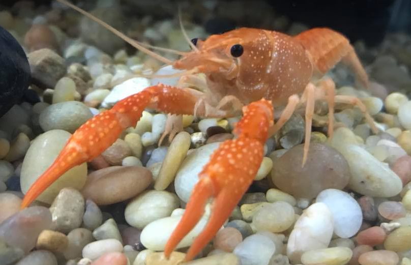 Red Crayfish