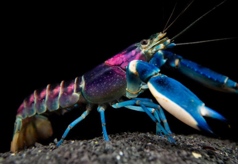 Crayfish Thunderbolt Cherax pulcher