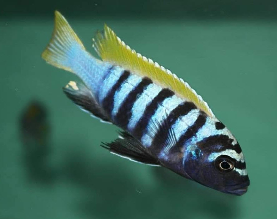 Cynotilapia zebroides Jalo Reef