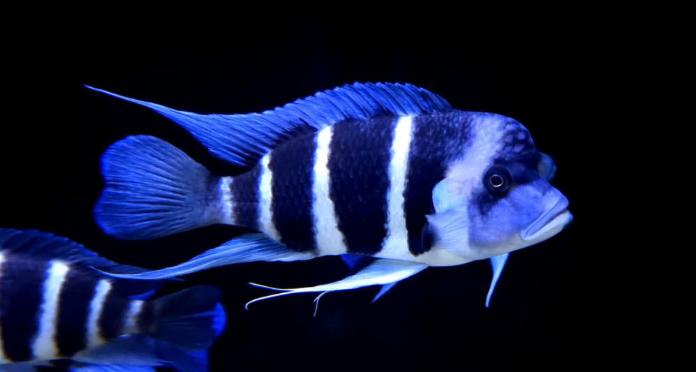 Cyphotilapia frontosa 6 Stripe Frontosa