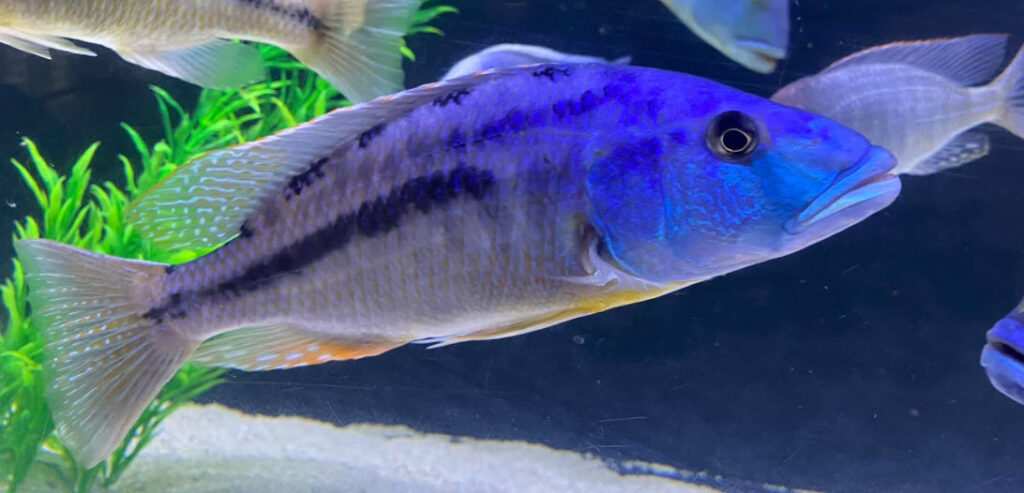 Dimidiochromis strigatus