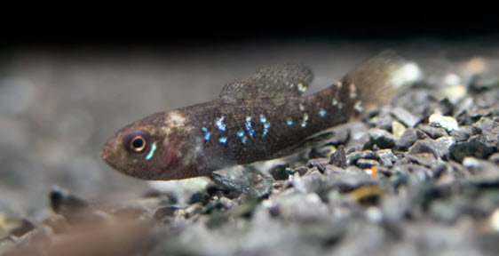 Elassoma evergladei Everglades Pygmy Sunfish