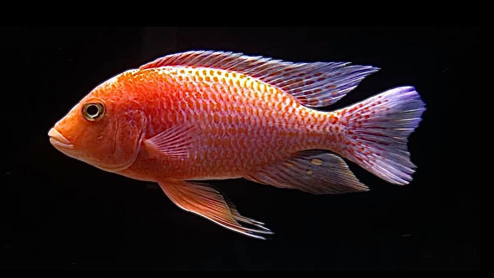 Flame Hybrid Peacock