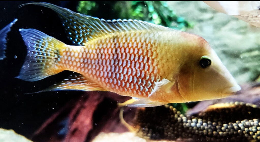 Geophagus pellegrini