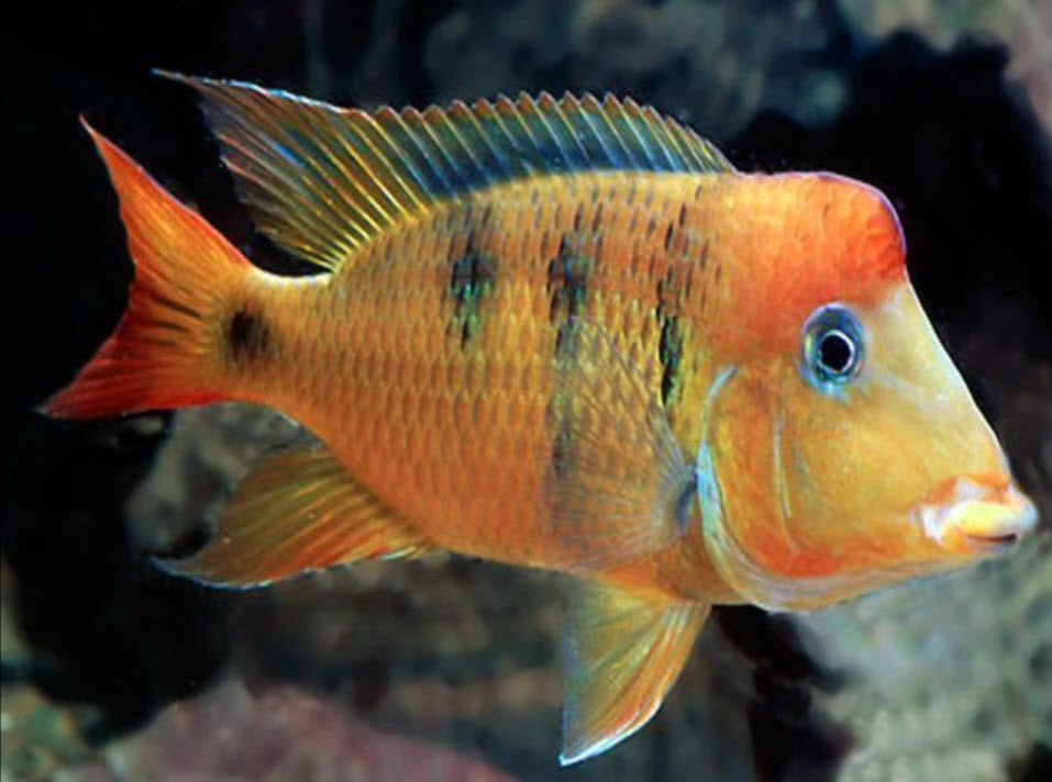 Geophagus pellegrini