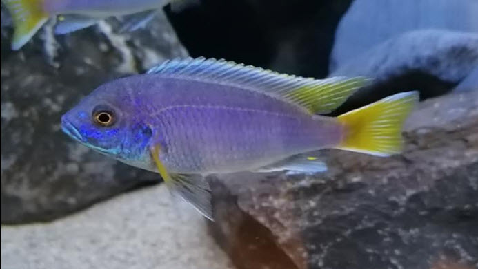 Gephyrochromis acei