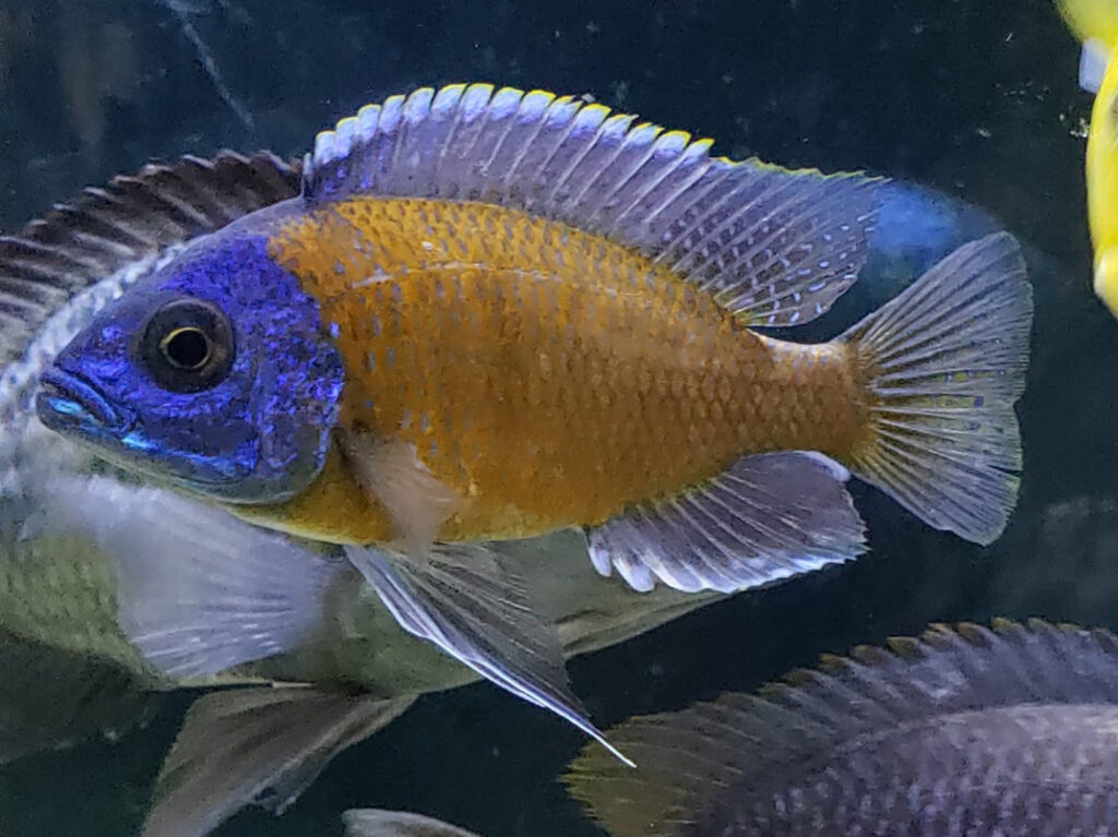 German Red Peacock Hybrid