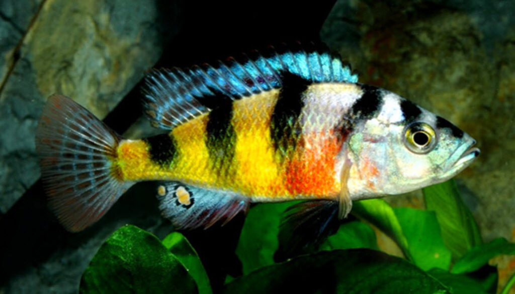 Haplochromis obliquidens