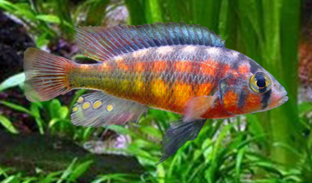 Haplochromis sauvagei Rock Kribensis