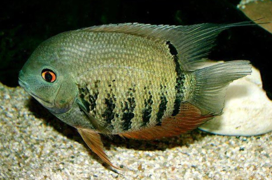 Heros severus Green Banded Severum