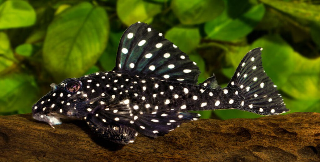 Hypancistrus sp. L 201 pleco