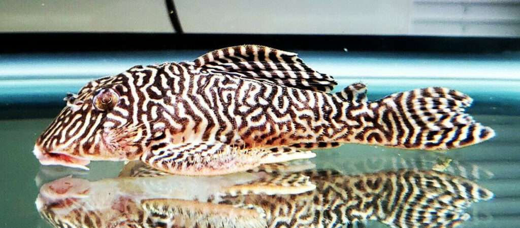 Hypancistrus sp. L401 Rio Curua Pleco