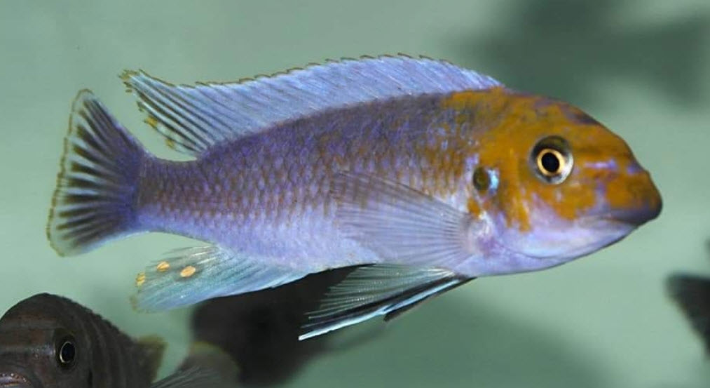 Labeotropheus trewavasae Lions Cove