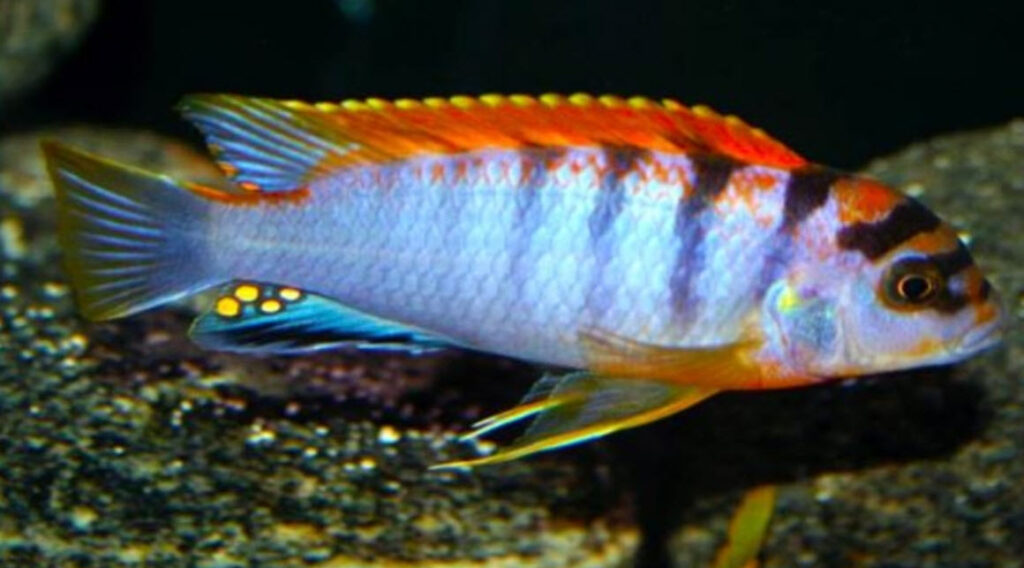 Labidochromis hongi Srt