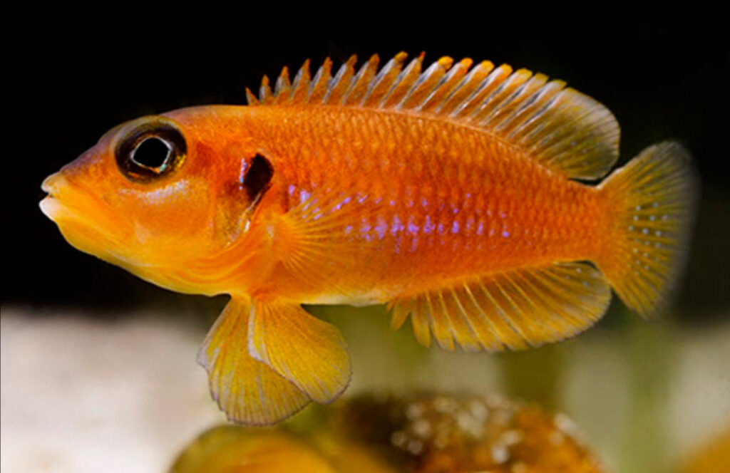 Lamprologus ocellatus Gold Shellie