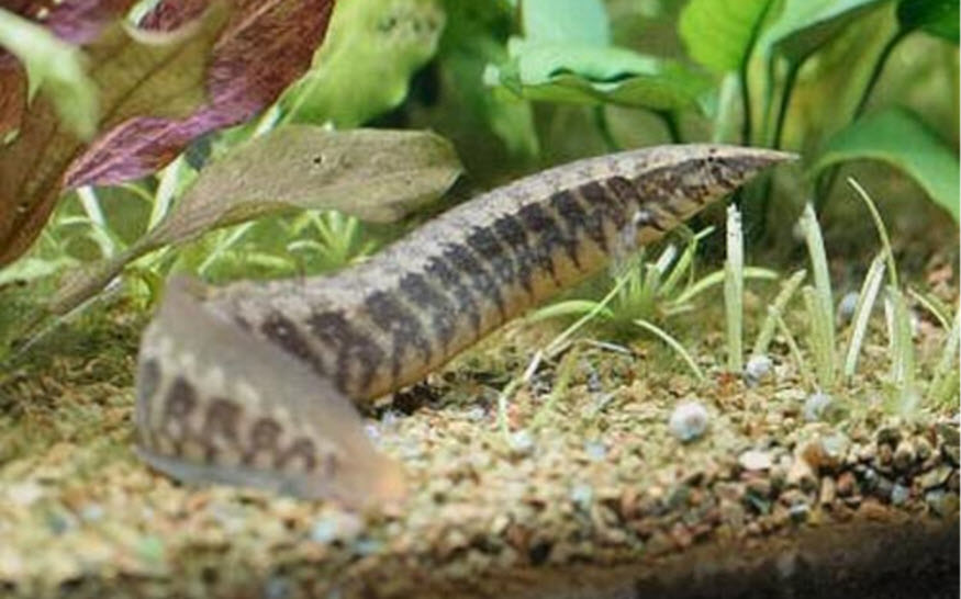 Macrognathus acraleatus Zig Zag Eel