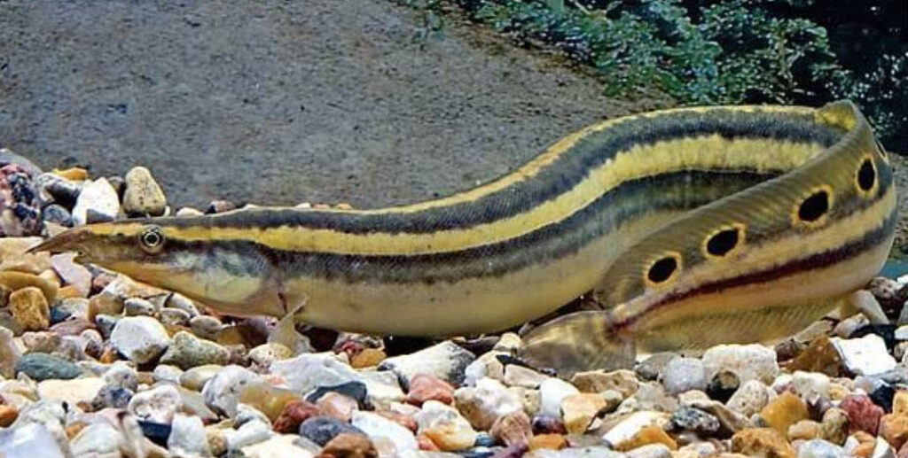 Macrognathus siamensis Peacock Eel